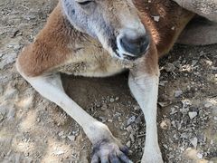 -贵州森林野生动物园
