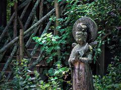 -武陵山森林公园