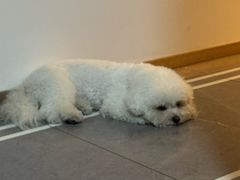 -宠颐生猫科·内科皮肤科(西平世纪城店)