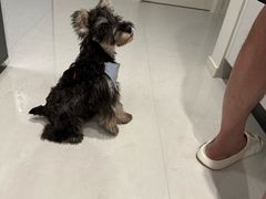 -翊宠yipet猫狗购宠庄园犬舍•猫舍