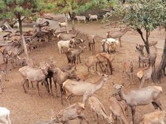 -石家庄市动物园