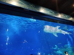 -烟台海昌鲸鲨海洋公园