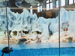 -帝企鹅自助餐厅•儿童岛•真企鹅(长隆企鹅酒店)