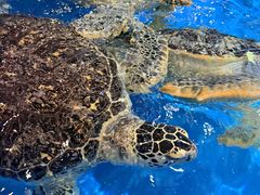 -芜湖新华联大白鲸海洋公园