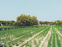 -广东花都香草世界旅游度假区