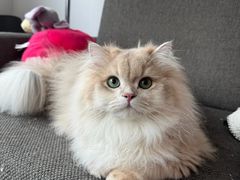 -lincat·猫舍(广州店)