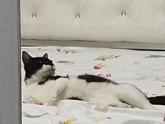 -宠颐生嘉德动物医院