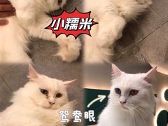-飞行喵MR PILOT|猫舍·猫咖(静安大融城店)