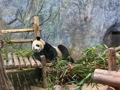 -深圳野生动物园