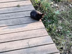 -合肥滨湖国家森林公园