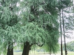 -南宁良凤江国家森林公园