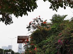 -五缘湾湿地公园