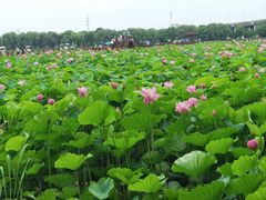 -荷塘月色湿地公园·向阳花洲