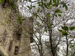 -武汉大学-樱园