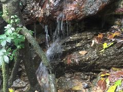-莫里热带雨林景区