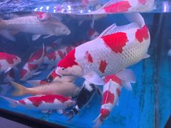 -青石桥花鸟鱼虫市场(叠翠城店)