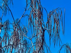 -昆山城市生态森林公园