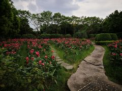 -广东花都香草世界旅游度假区