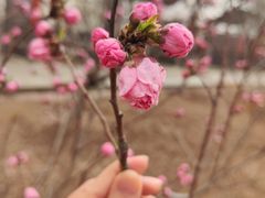 -桃花堤公园