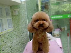 -瑞鹏宠物医院·骨科·猫科·内科(第一中心)