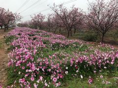 -天适樱花悠乐园