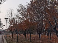 -大兴滨河森林公园