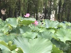 -四川大学(望江校区)