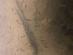 -东兴顺爆肚张