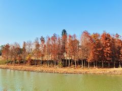 -三垟湿地