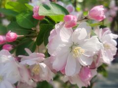 -海棠花溪(元大都城垣遗址公园)