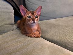 -猫大福·Fortune Cat猫舍(百子湾店)