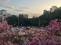 -深圳仙湖植物园