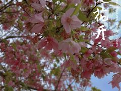 -天适樱花悠乐园