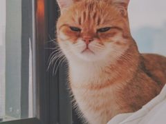-猫腻·猫咖·撸猫馆(星光大道店)