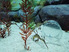 -上海海洋水族馆