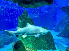 -海合安成都极地海洋公园