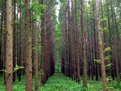 -黄海国家森林公园