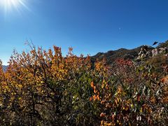 -大岭沟猕猴桃谷风景区