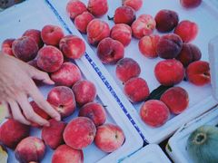 桃子-红星农博物流中心