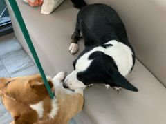 -爱侣宠医·鹦鹉专科·小型哺乳类·异宠专科(灵石路店)