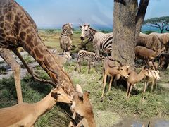 -国家自然博物馆