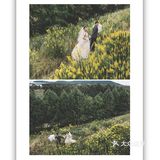 这组 INS风🌿婚纱照你爱💕了吗⁉️