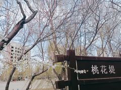 -桃花堤公园