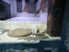 -大连圣亚海洋世界