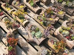 -广东花都香草世界旅游度假区