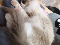 -李小姐の猫咖啡馆(五角场店)