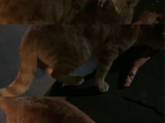 -东漖肉菜综合市场