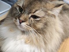 -COLOR PETS 撸猫馆·购猫·猫咖(长风大悦城店)