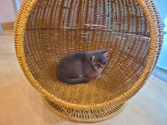 -猫咪派对(江南西店)