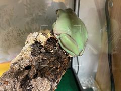 -酷以爬仙阁实体爬宠店·守宫·蜥蜴·专业繁育